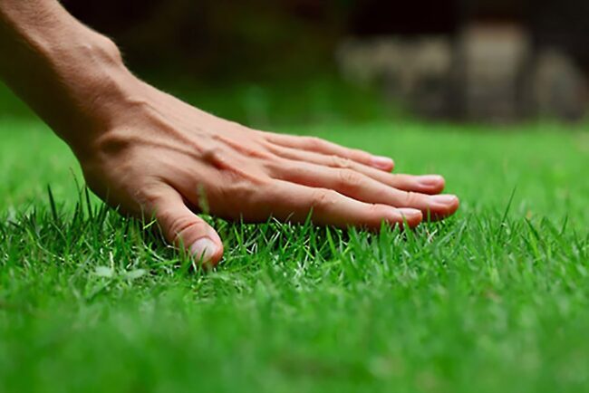 Lawn Lush Life